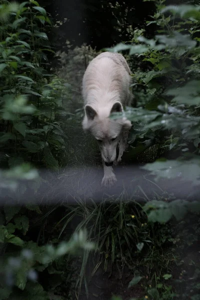 Hund Wald — Stockfoto