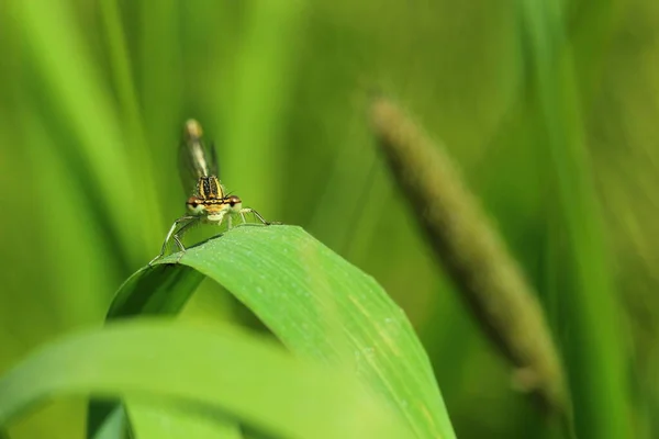 Närbild Insekter Växter Och Djur — Stockfoto