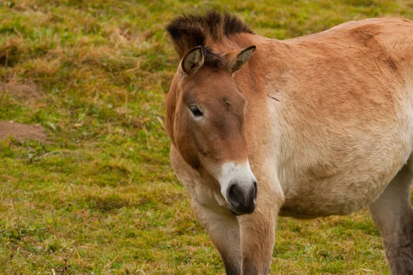 Een Bruin Paard Wei — Stockfoto