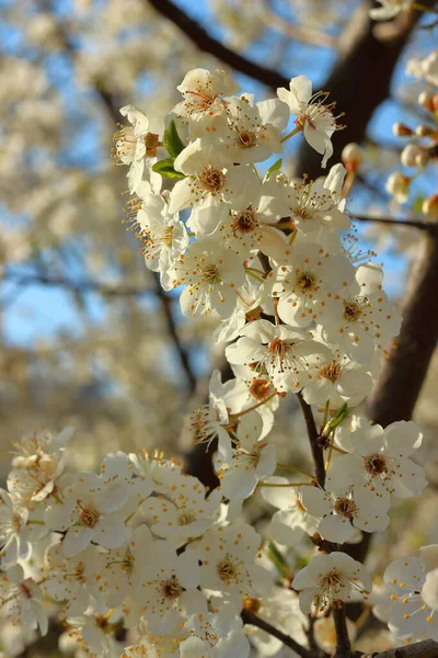 春に白い花を咲かせ — ストック写真