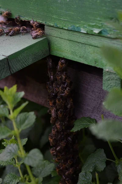 Abejas Colmena Árbol —  Fotos de Stock