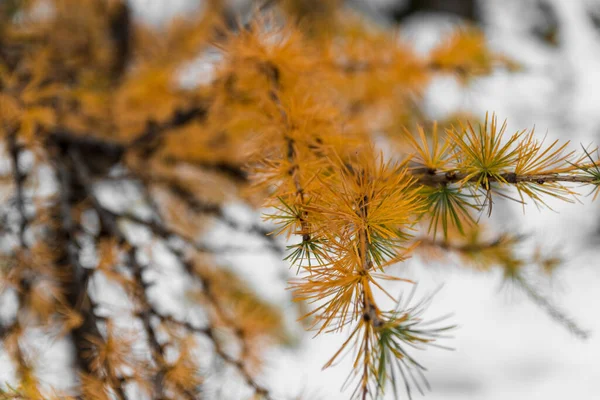 Spruce Needles Tree Branch Snow Winter Background — 스톡 사진