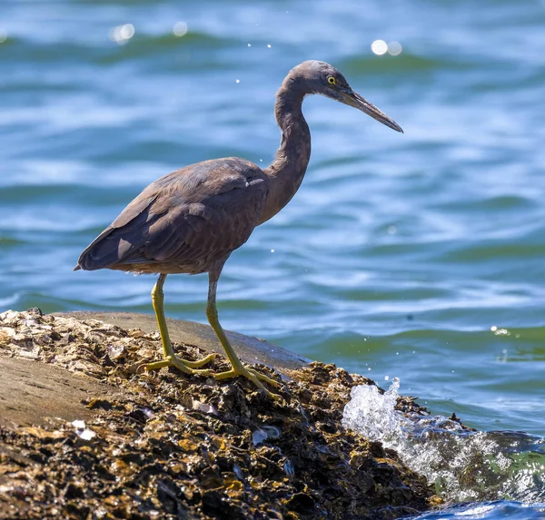 Seagull Standing Shore Sea — Stock Photo, Image