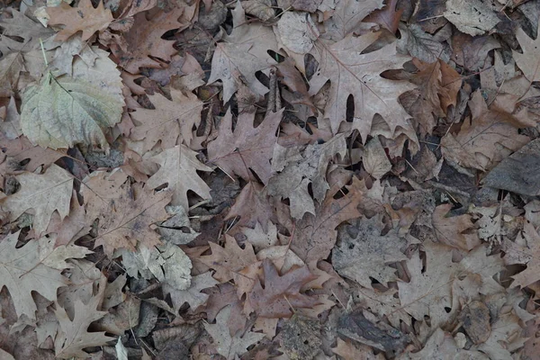 View Leaves Season Flora — Stock Photo, Image