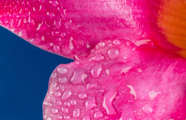 물방울이 아름다운 분홍빛 — 스톡 사진