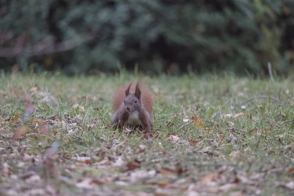 Jovem Bonito Esquilo Cauda Vermelha Parque Outono — Fotografia de Stock