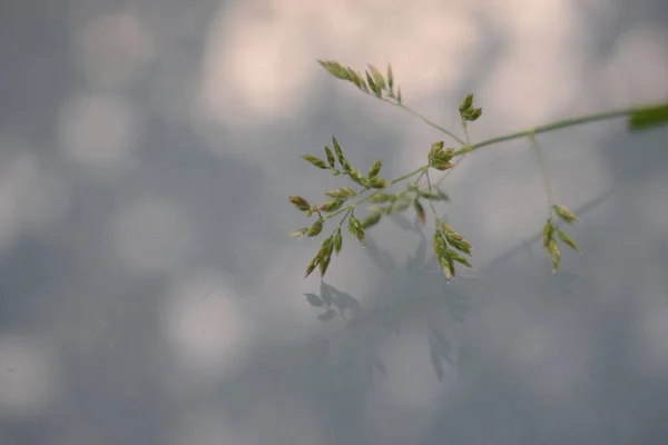 Hermoso Plano Botánico Fondo Pantalla Natural — Foto de Stock