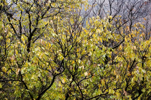 Gocce Acqua Sui Bastoncini Degli Alberi Autunno Stagione Primo Piano — Foto Stock