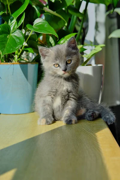 Portrait Gray Cute Kitten Sits Sunny Window Sill Looking Camera — Stockfoto