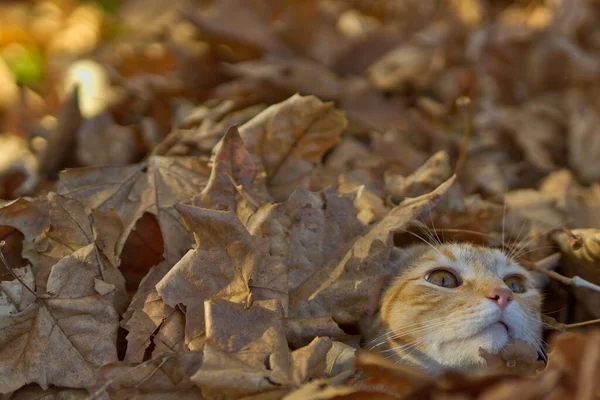 Kat Herfstbladeren Herfstseizoen — Stockfoto