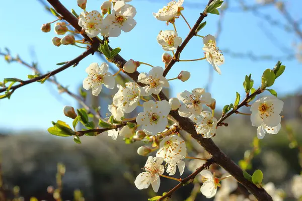 春の桜の白い花 — ストック写真