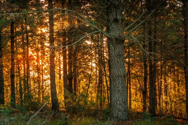 Floresta Outono Com Árvores Folhas — Fotografia de Stock