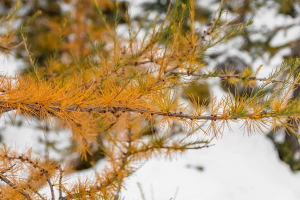 Hermoso Bosque Invierno Con Nieve —  Fotos de Stock