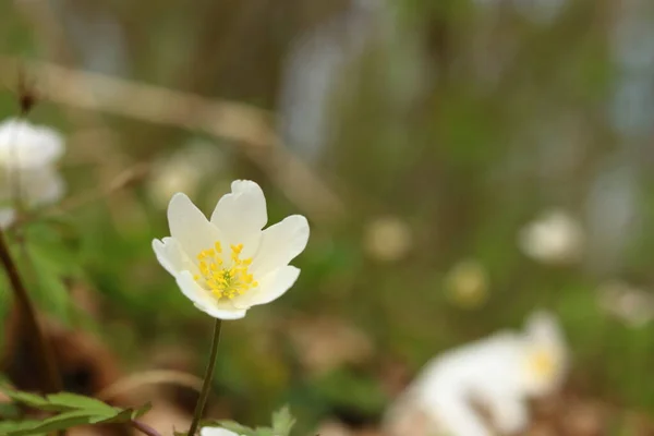 Beautiful White Flower Forest — Stock Photo, Image