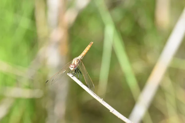 Libellule Sur Une Feuille Verte — Photo