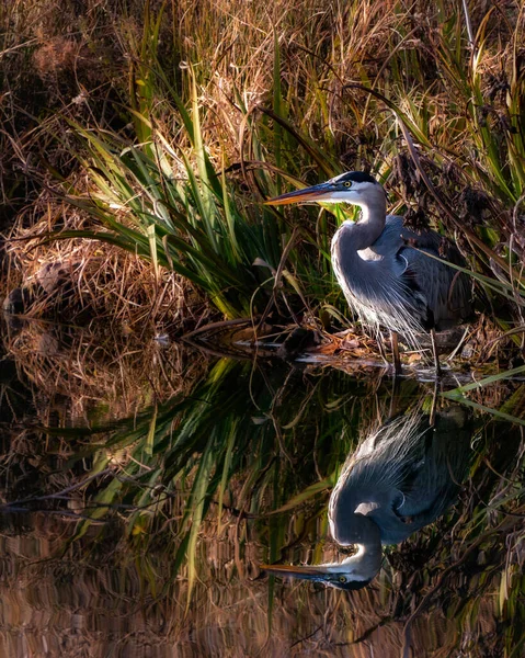 Ein Vogel Steht Ufer Des Flusses — Stockfoto