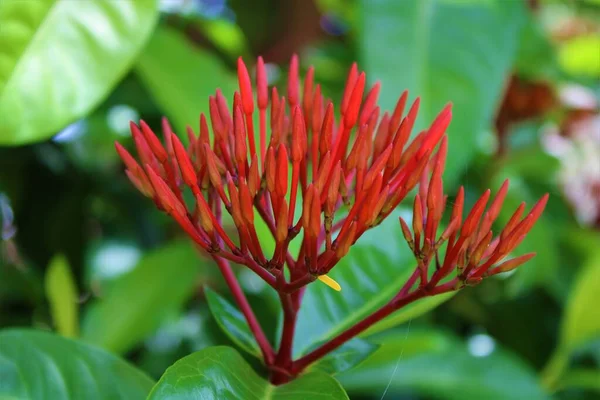 Hermoso Plano Botánico Fondo Pantalla Natural — Foto de Stock