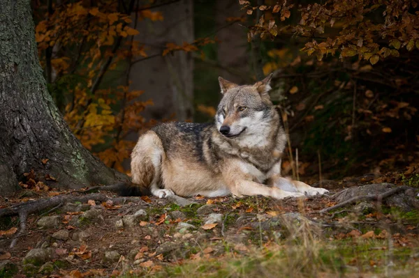 Wolf Het Bos — Stockfoto