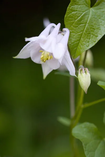 森の中で育つ美しい花のクローズアップ — ストック写真