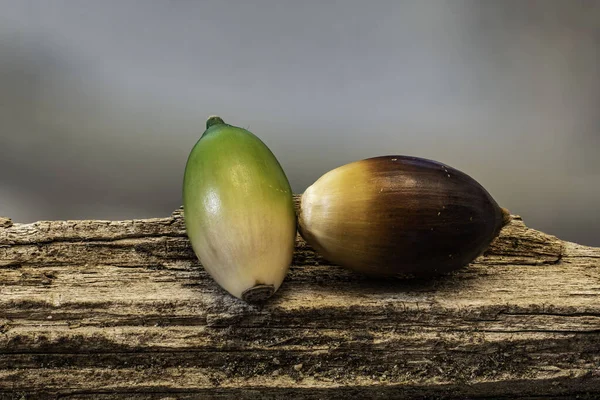 Acorn Nuts Gathered Elk Grove — Stockfoto