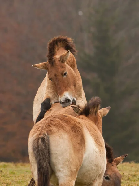 Krásný Záběr Koně Pastvině — Stock fotografie