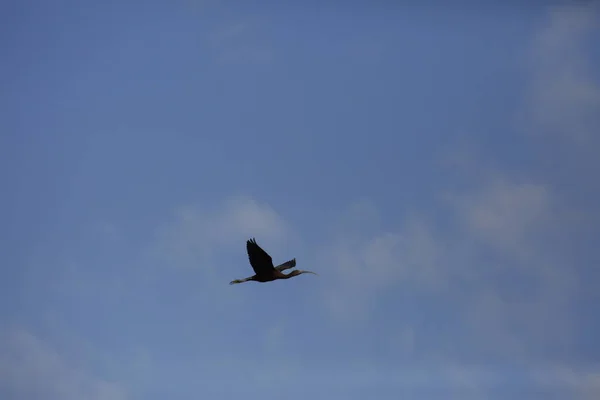 Belo Pássaro Voando Céu — Fotografia de Stock