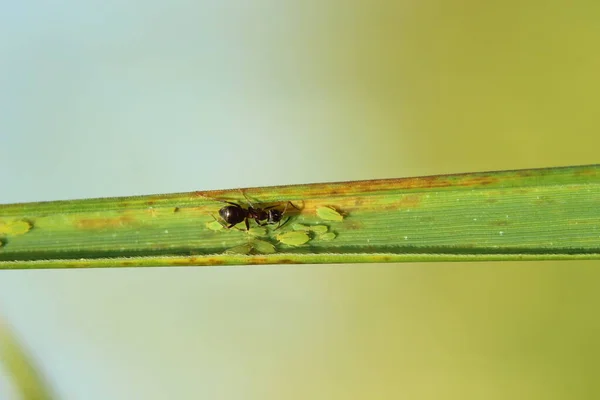 Close Insect — Stock Photo, Image