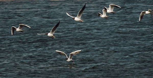 Чайки Польоті Над Річкою Крупним Планом Вода Птахів Природа Озеро — стокове фото