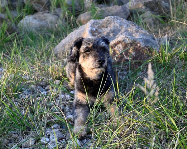 Hund Skogen — Stockfoto