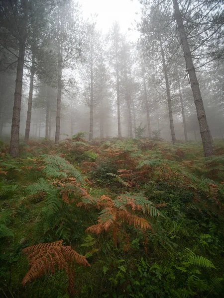 Nebliger Morgen Wald — Stockfoto