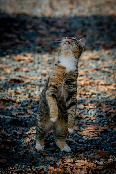 Vista Gato Lindo Con Hojas Otoño Suelo —  Fotos de Stock