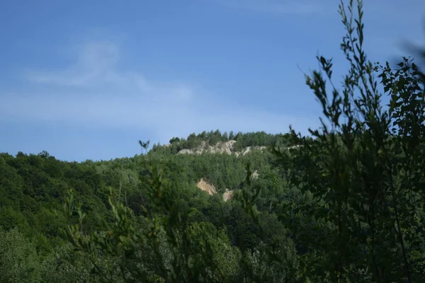 Vacker Utsikt Över Skogen — Stockfoto