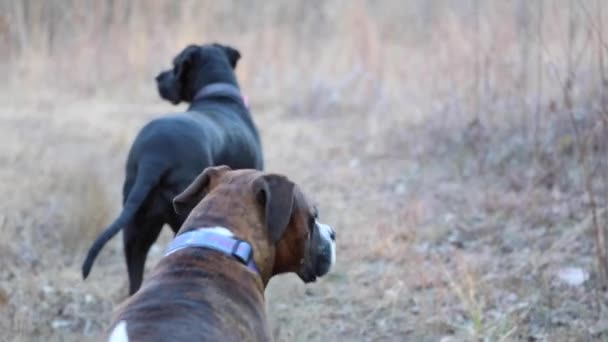 Chiens Dans Parc — Video