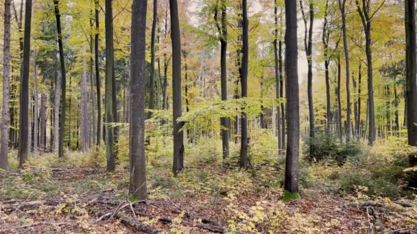 Krajobraz Leśny Drzewami — Wideo stockowe