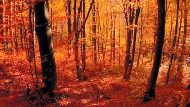 Μια Όμορφη Φωτογραφία Από Πολύχρωμα Φθινοπωρινά Δέντρα — Αρχείο Βίντεο