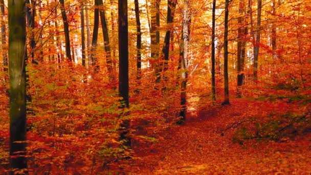 Красивый Снимок Цветущих Осенних Деревьев — стоковое видео