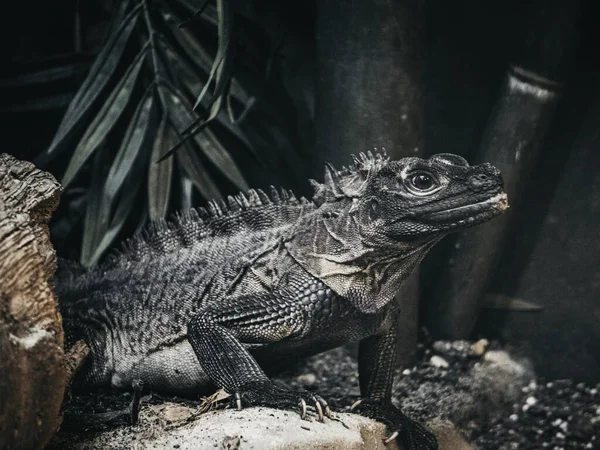 Iguana Árvore — Fotografia de Stock