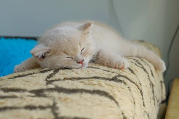 Close Tiny Kitten Sleeps Back Armchair — Stockfoto