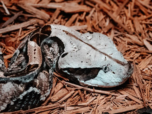 Primer Plano Una Serpiente Bosque — Foto de Stock