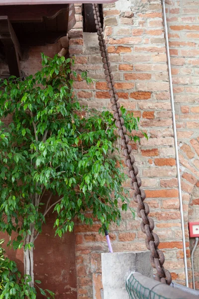 Vieja Pared Ladrillo Con Una Hiedra Roja Verde — Foto de Stock