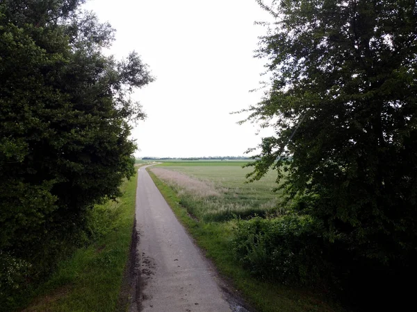 Straße Wald — Stockfoto