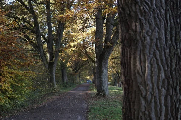 Herbstlandschaft Mit Bäumen Und Blättern — Stockfoto