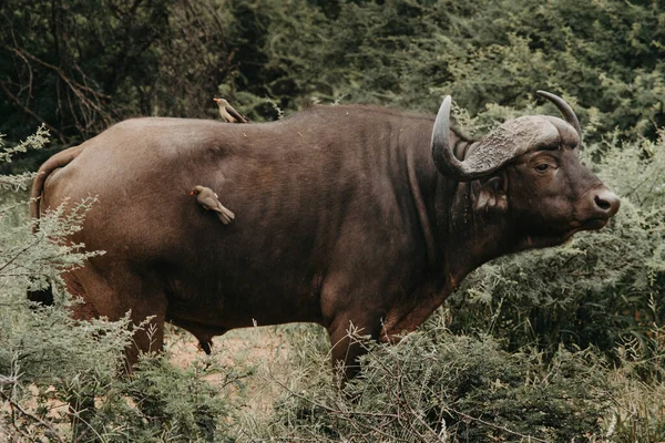 Búfalo Naturaleza — Foto de Stock