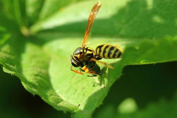 Close Van Een Wesp Een Blad — Stockfoto