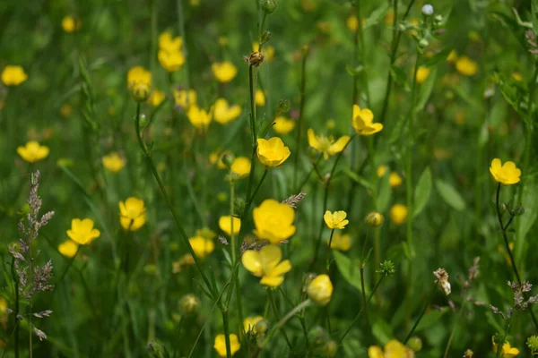 Frühlingsblumen Auf Dem Feld — Stockfoto