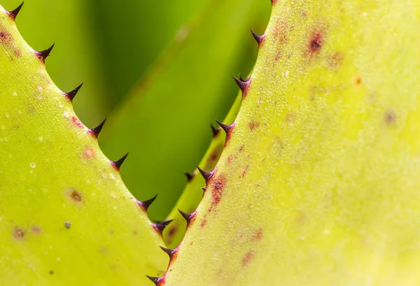 Egy Zöld Kaktuszhoz Közeli — Stock Fotó