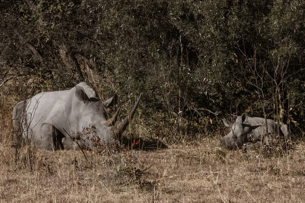 Rinoceronte Savana África — Fotografia de Stock