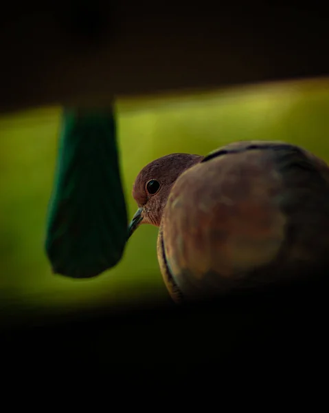 Detailní Záběr Krásného Ptáka — Stock fotografie