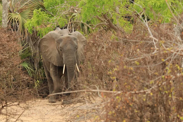 Elefante Safári Tanzânia Selous Game Reserve Dia Ensolarado — Fotografia de Stock