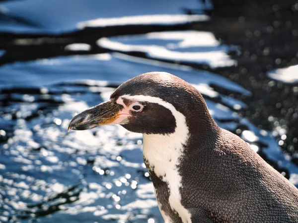Closeup Shot Humboldt Penguin Zoo Kansas City Missouri — Fotografia de Stock